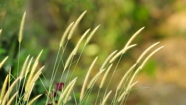 Hierba flor y viento — Vídeos de Stock