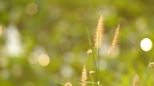 Трава квітка і вітер — стокове відео