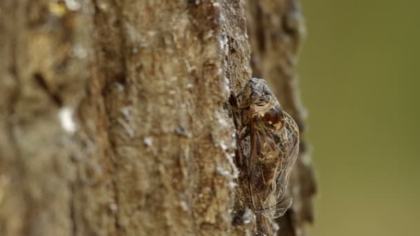 Cicadas is climbing — Stock Video