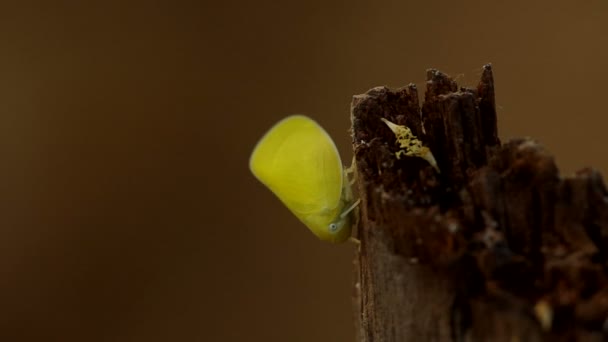 Flatid planthopper πάνω στο φυτό — Αρχείο Βίντεο