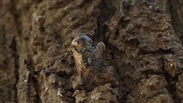 Cigales sur écorce d'arbre — Video