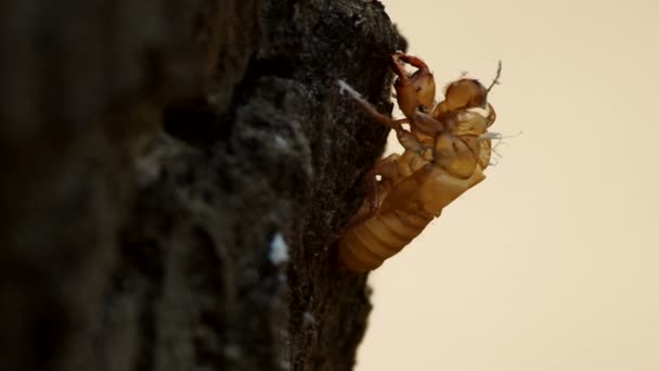 Cigarras exuvia en árbol — Vídeos de Stock