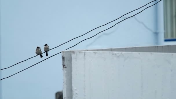 Vörösfülű bülbül az elektromos huzal pihen — Stock videók