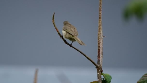 Bulbul con orejas rayadas descansa en el árbol — Vídeos de Stock