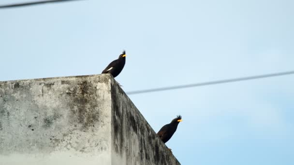 Les oiseaux Myna à bouche blanche se reposent — Video