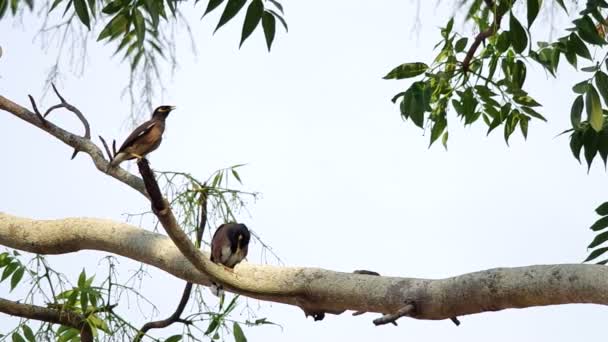 Mynas aves comunes en el árbol — Vídeo de stock