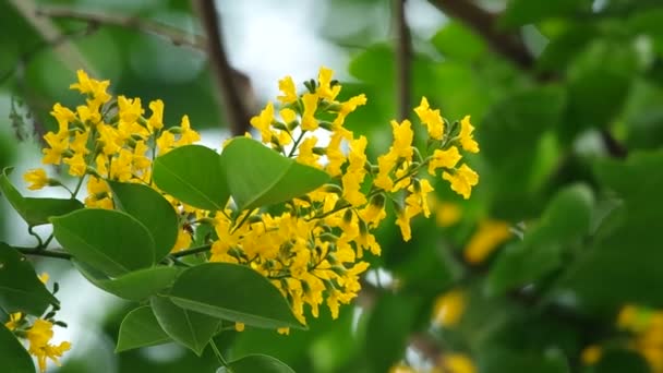 Fleurs indiennes de palissandre fleurissent — Video