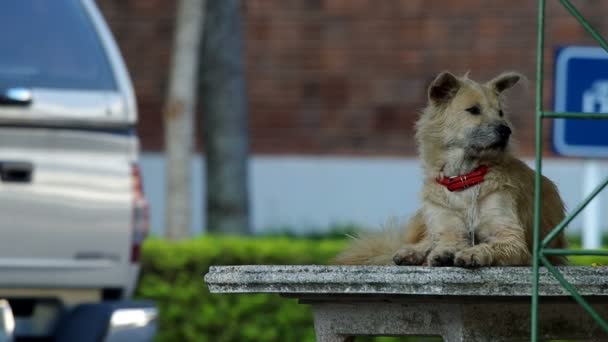 Perro esperando a alguien — Vídeo de stock