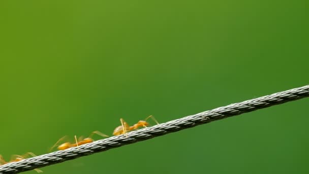 Fourmis tisserandes avec marche rapide — Video