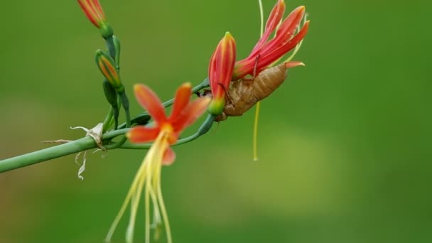 Cicadas case on the flower — Stock Video