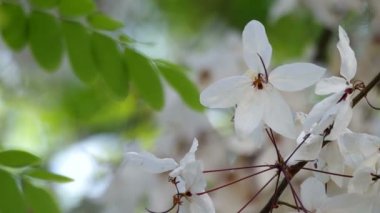 Sallayarak pembe duş ağaç çiçek