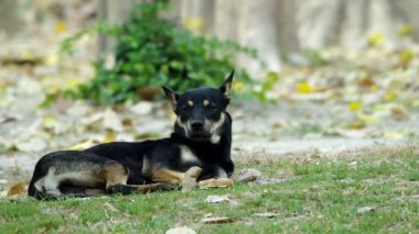 siyah köpek uyuyacak