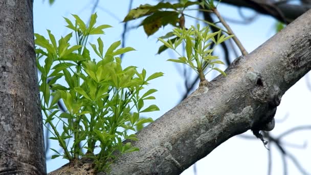 바오 밥의 젊은 잎 — 비디오