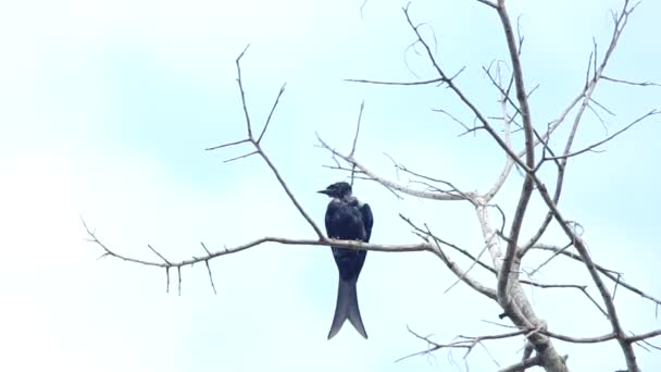 Drongo negro vuela lejos — Vídeo de stock