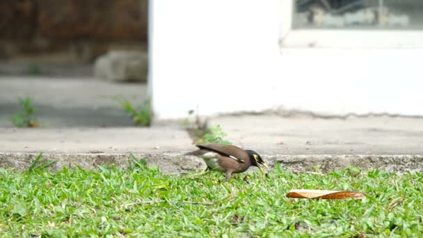 Myna is seeking for food — Stock Video