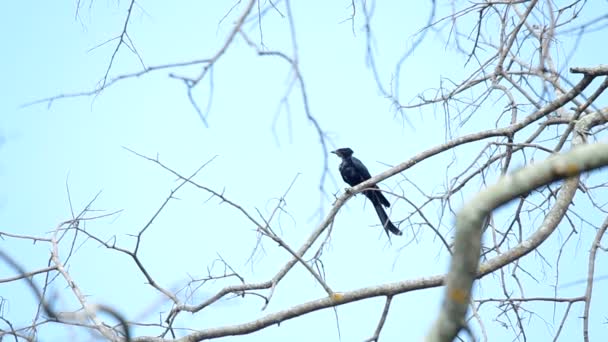 Zwarte drongo vliegen en weer terug — Stockvideo