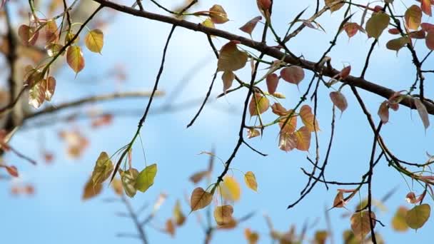 Junge Blätter des heiligen Feigenbaums — Stockvideo