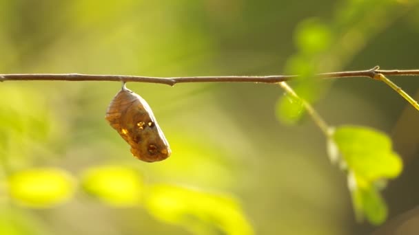 Izquierda mariposa pupa caso — Vídeos de Stock