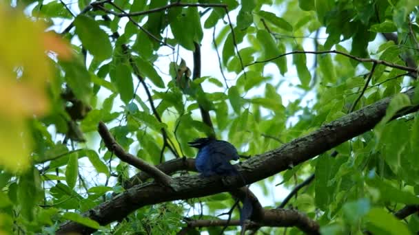 Un mayor drongo de cola de raqueta en el árbol — Vídeo de stock