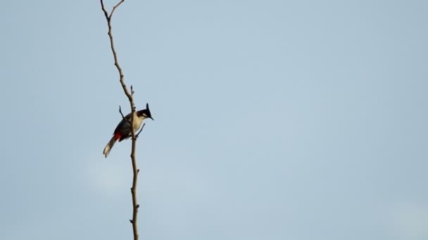 Bulbul de whisky rojo en el árbol — Vídeo de stock