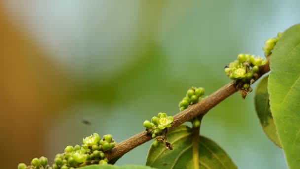 小蜜蜂采集花蜜 — 图库视频影像