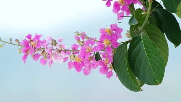 Flores de bungor tailandesas — Vídeo de Stock