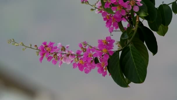 Thai bungor flowers shaking — Stock Video