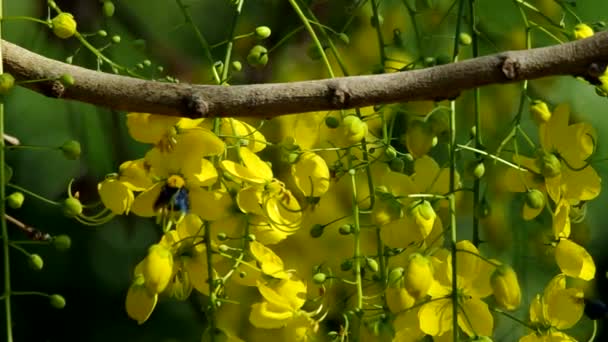 Cassod trädet blomma i skuggan med bee — Stockvideo