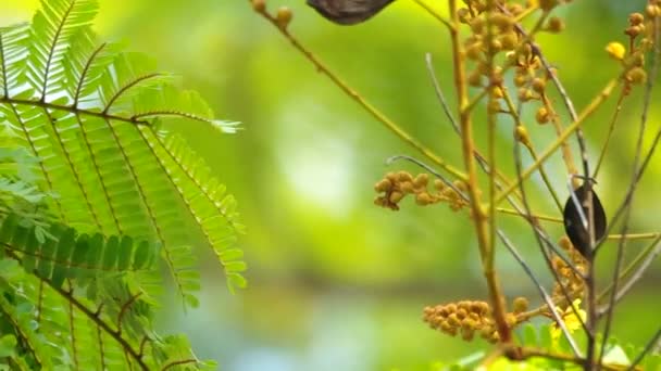 Blad och blomma knoppar av copperpod — Stockvideo