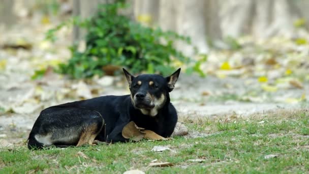 O cão está a acordar — Vídeo de Stock