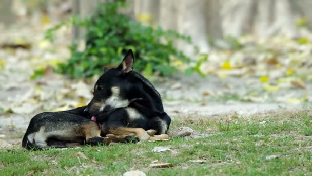 Schwarzer Hund leckt sich selbst — Stockvideo