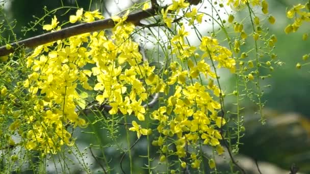 Cassia λουλούδια κινούνται — Αρχείο Βίντεο