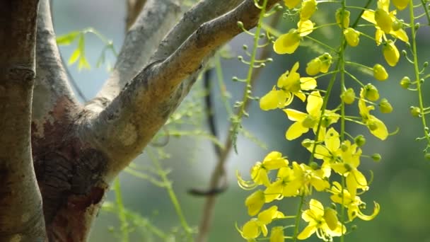 Las flores de Cassia se mueven — Vídeos de Stock