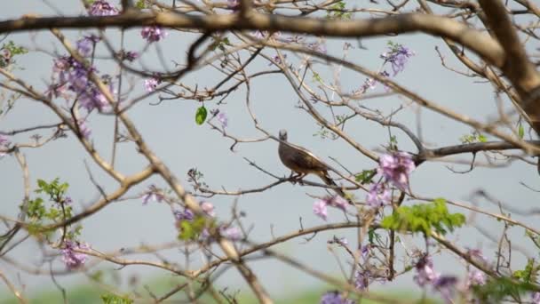 Pettyes dove nyugszik a Jacaranda fa — Stock videók