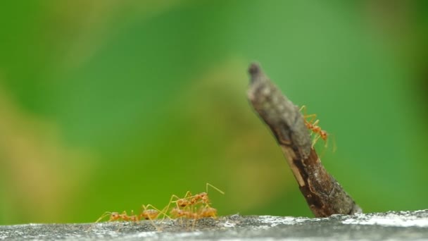 Weaver ants are grouping on the floor — Stock Video