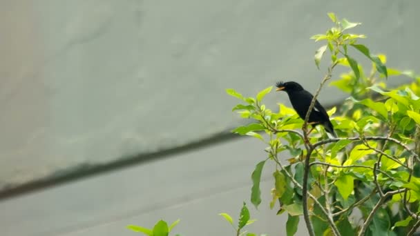 Grande myna é relaxante — Vídeo de Stock