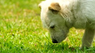köpek kokusu dolanıyor
