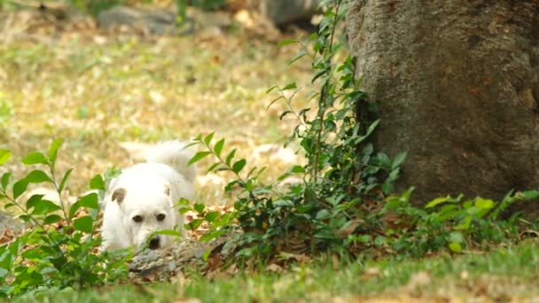 Σκύλος εκκρίνουν τα ούρα για να γίνει η κατά τόπον — Αρχείο Βίντεο