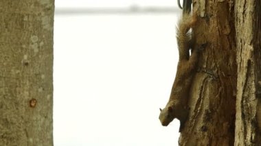 bir ağaç kök sincap tırmanıyor