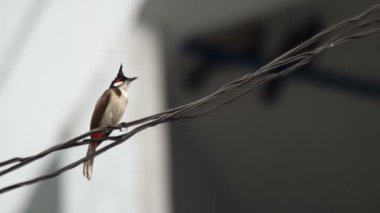 Elektrik tel üzerinde kırmızı bıyıklı bulbul