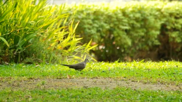 Пятнистый голубь на траве — стоковое видео