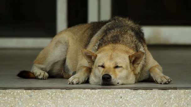 Perro está descansando en el suelo — Vídeos de Stock