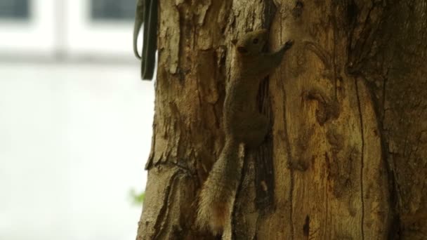 Ardilla está escalando un tallo de árbol — Vídeo de stock