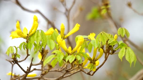 Flor de árvore dourada — Vídeo de Stock