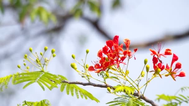 Fiore di pavone sull'albero — Video Stock