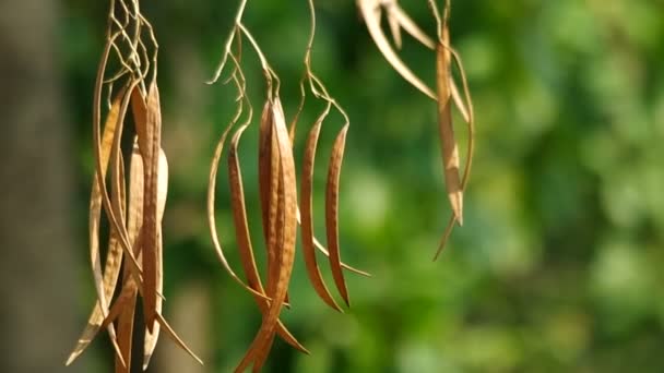 Vagens de sementes secas de plantas tropicais — Vídeo de Stock