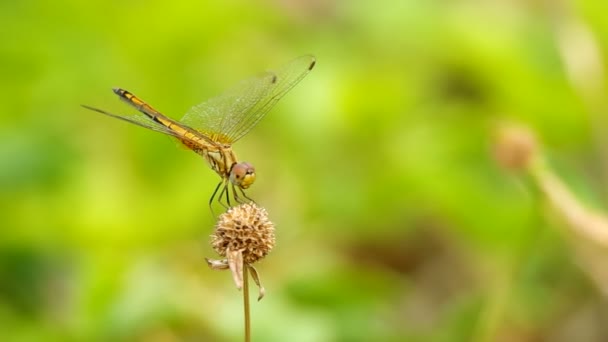 Dragonfly is kauwen — Stockvideo