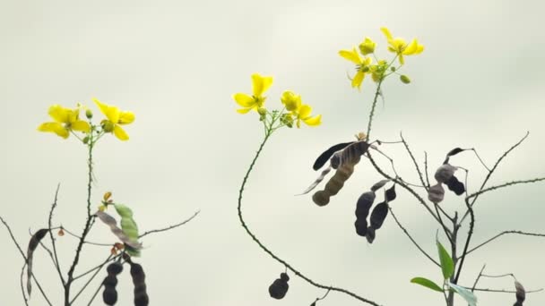 Oeufs brouillés fleurs 