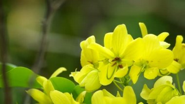 Çırpılmış yumurta ağaç çiçek titriyor