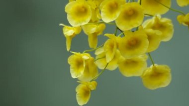 Dendrobium orkide çiçek